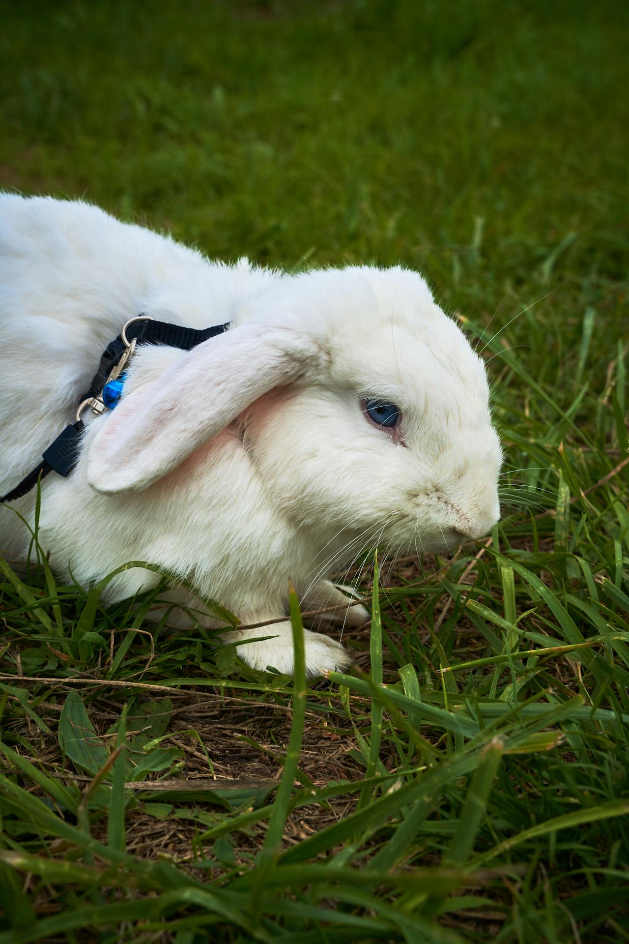 Cremación de conejos y animales exóticos a domicilio en Chile
